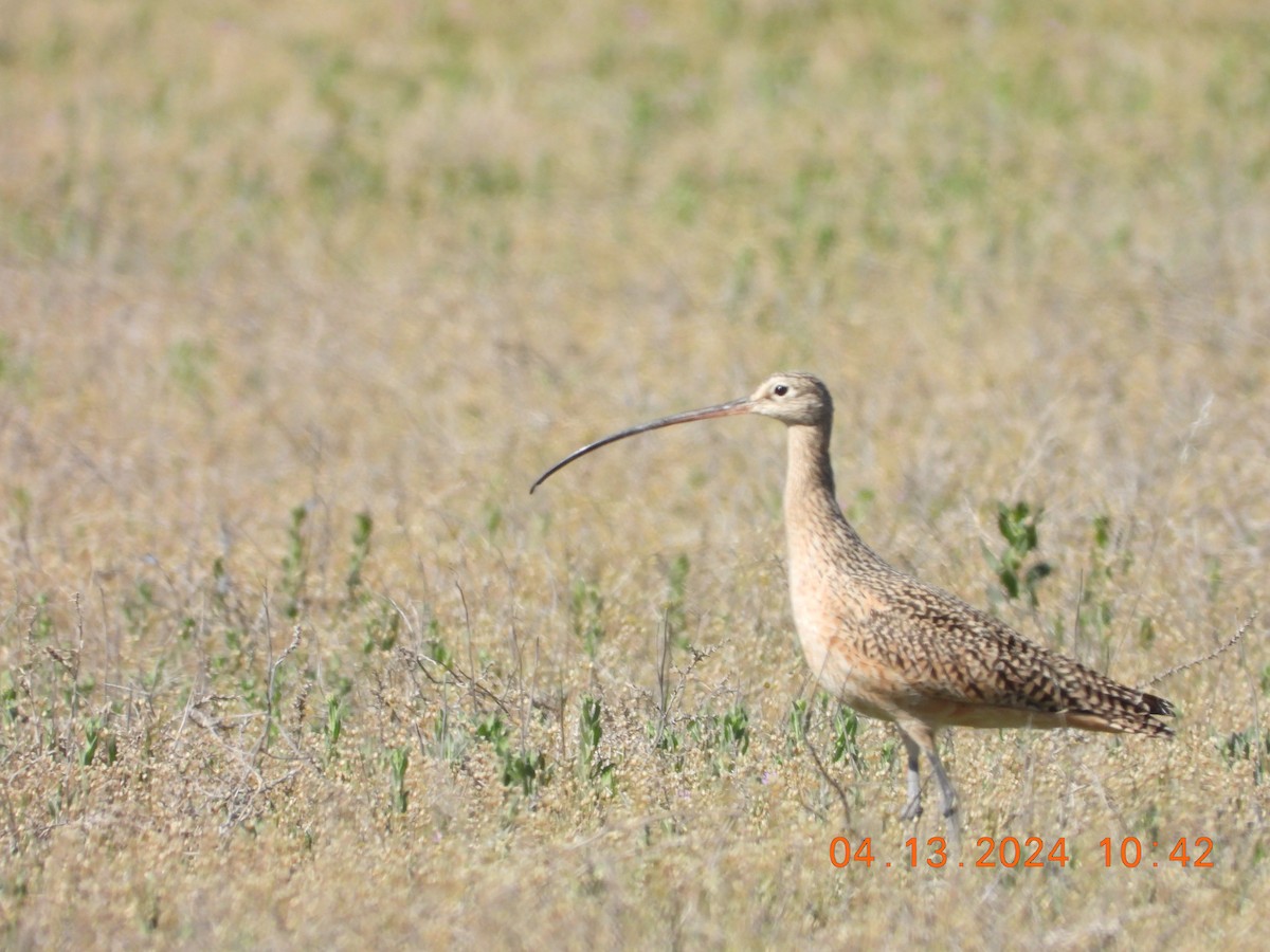 Long-billed Curlew - ML617320709