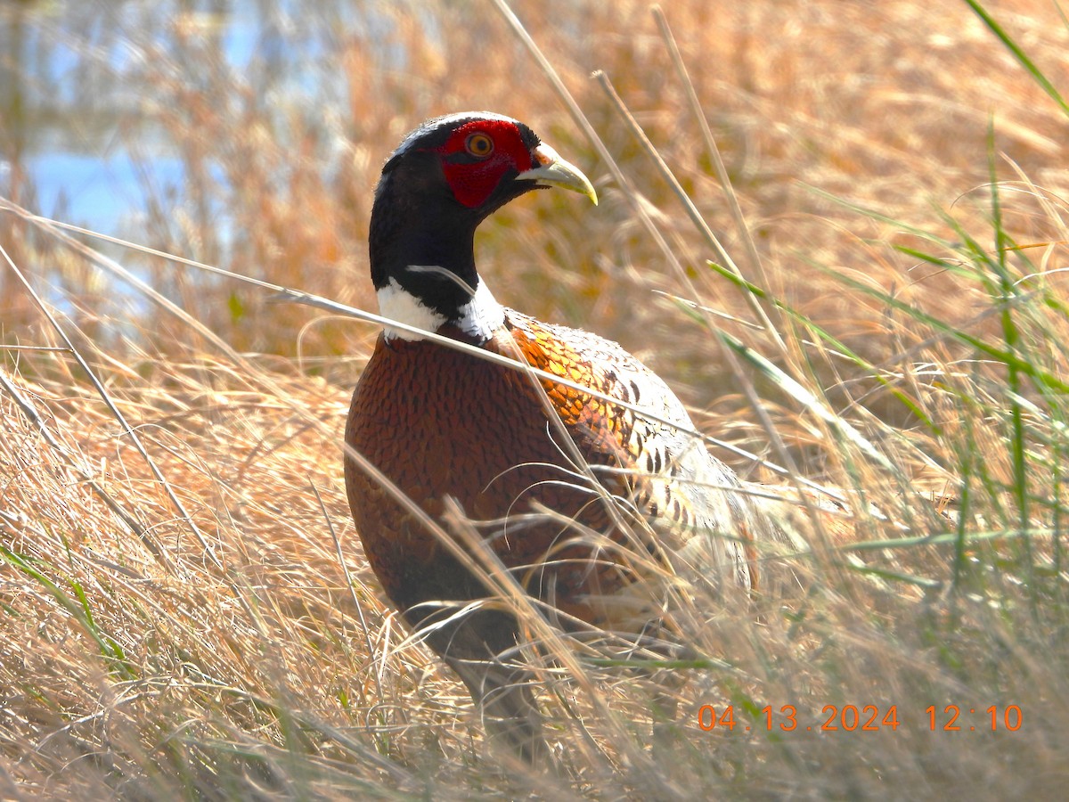 Ring-necked Pheasant - ML617320760