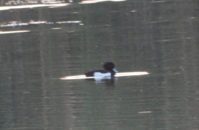 Tufted Duck - ML617320806