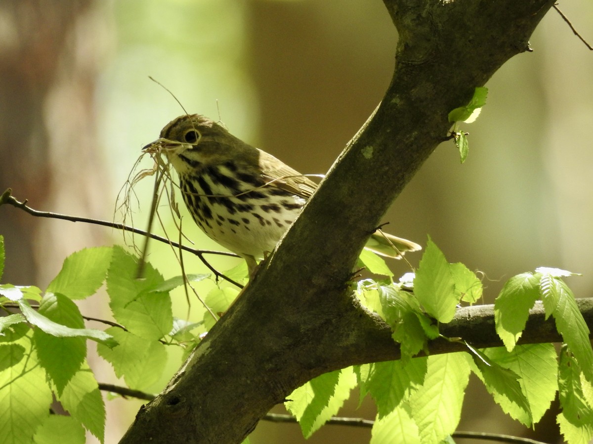 Ovenbird - ML617320808