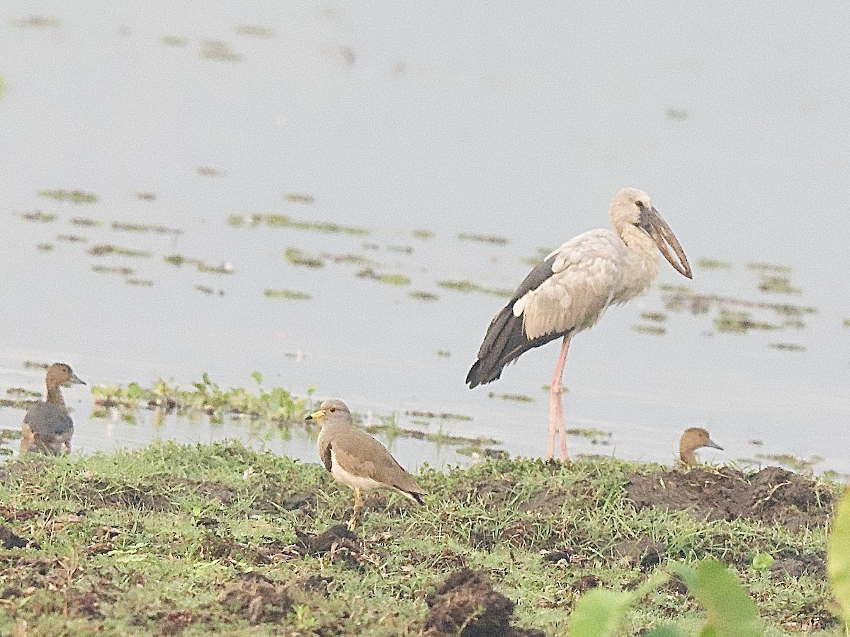 Asian Openbill - Craig Rasmussen