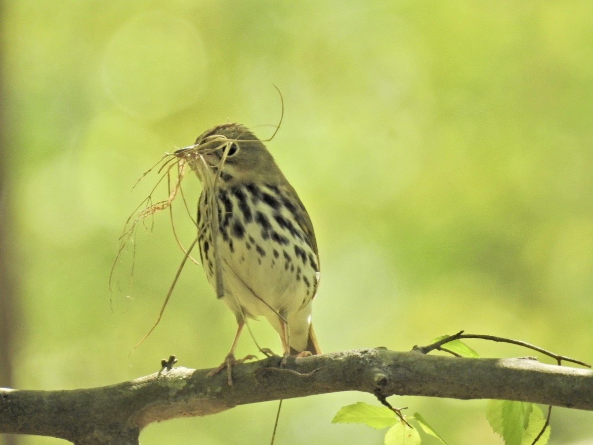 Ovenbird - ML617320813