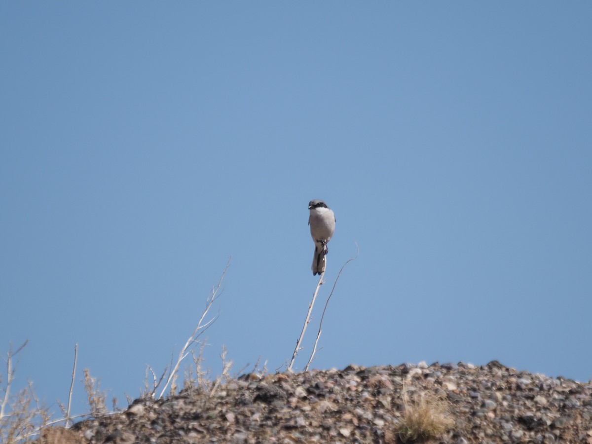 Loggerhead Shrike - Cheryl/Jeff Heikoop