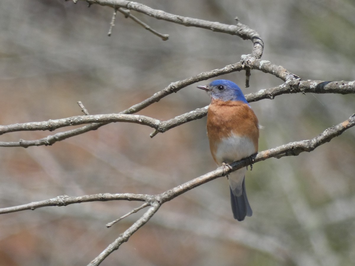 Eastern Bluebird - ML617320864