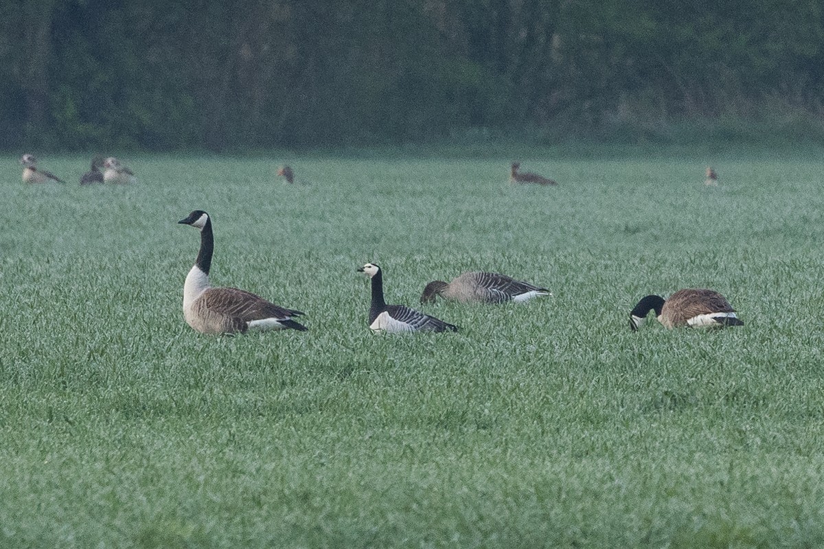 Barnacle Goose - ML617320870