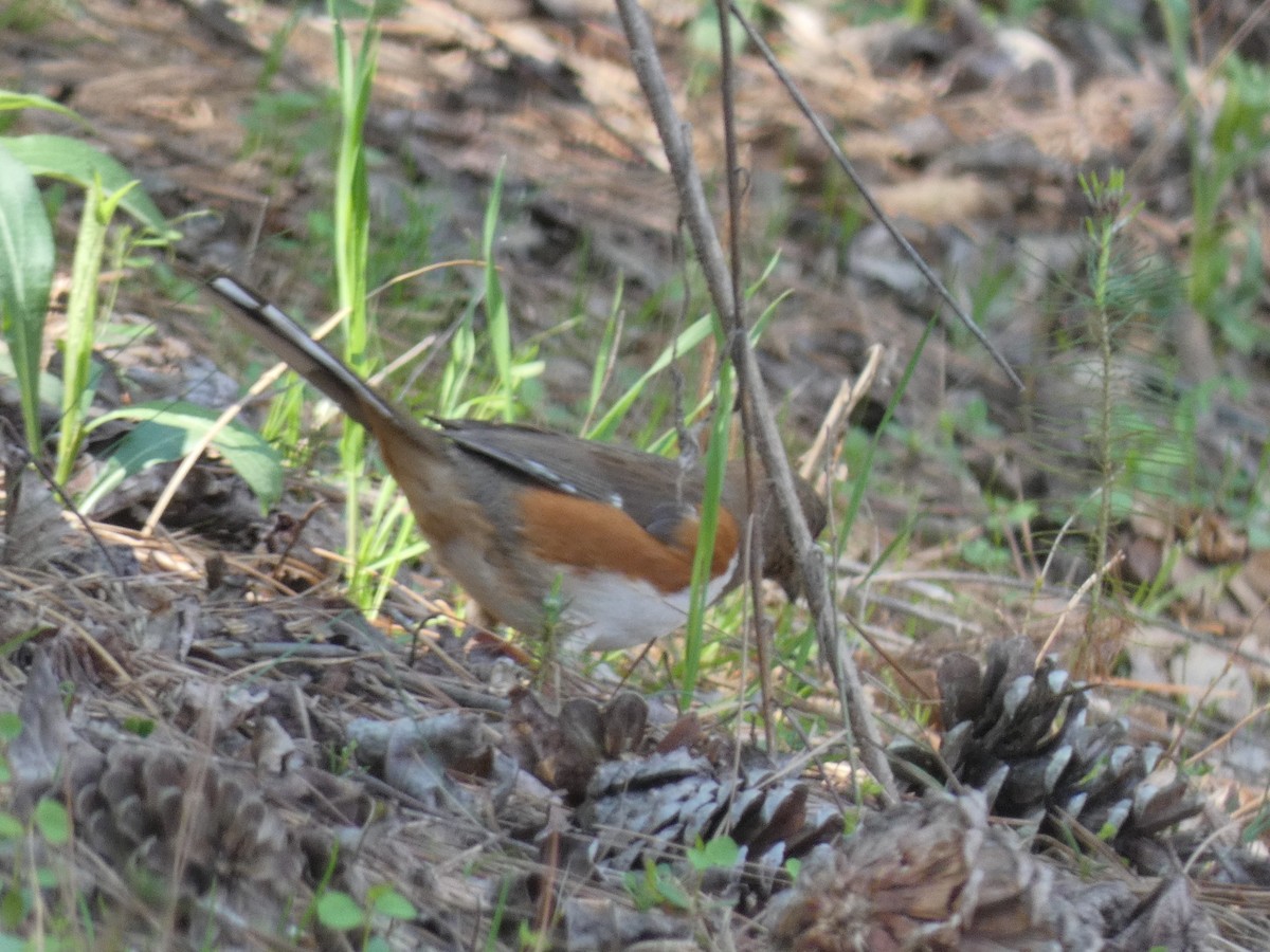 Eastern Towhee - ML617320879