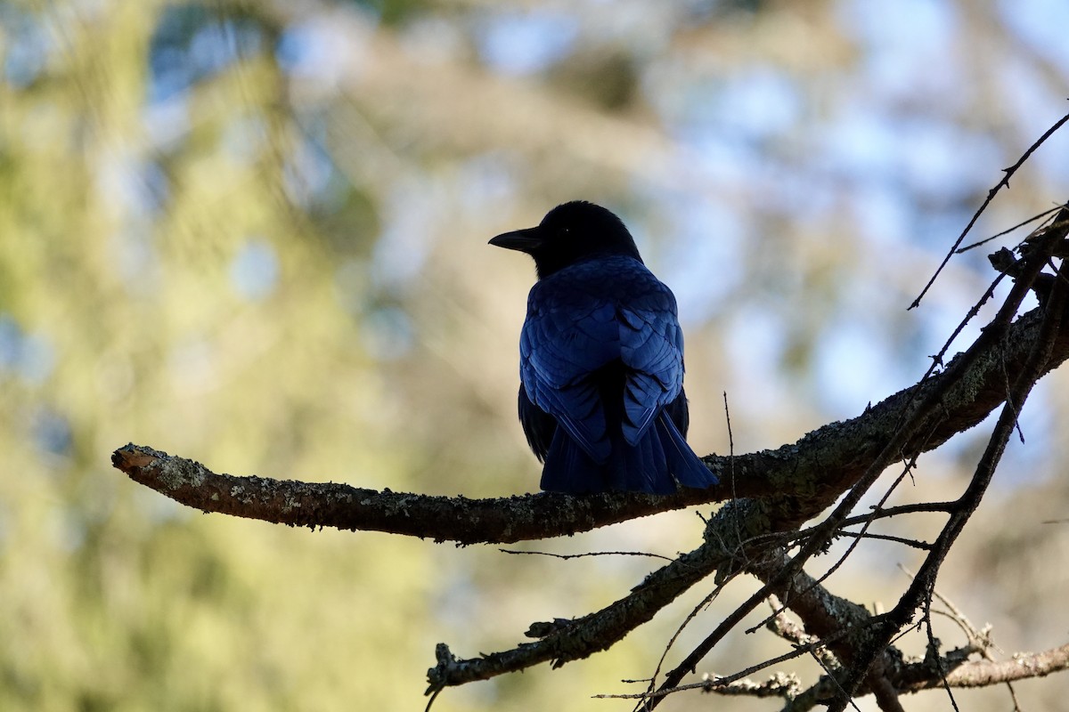 American Crow - ML617320887