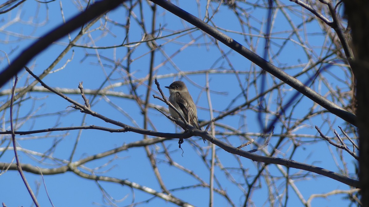 Eastern Phoebe - ML617320896