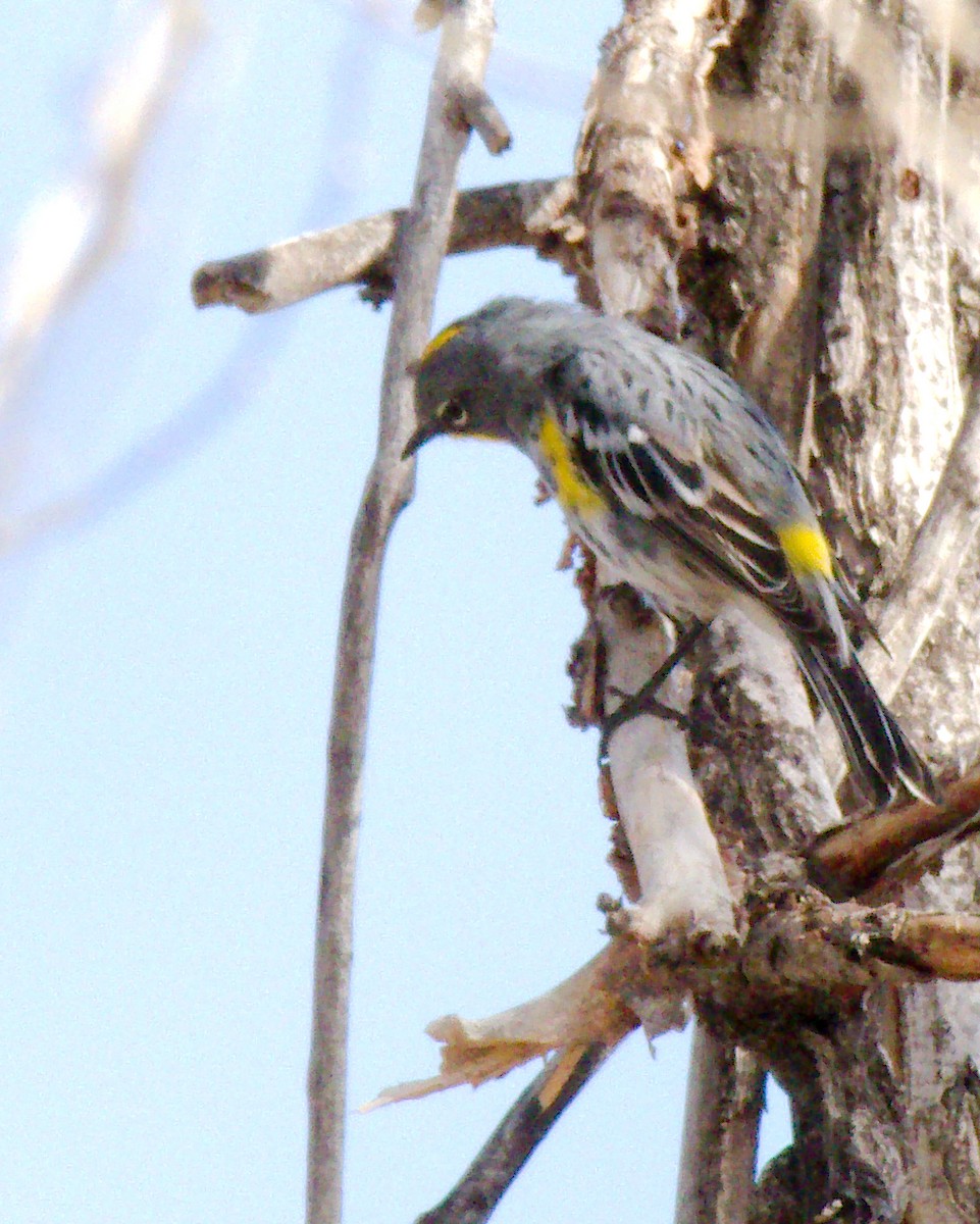 Yellow-rumped Warbler - Rosanne Juergens