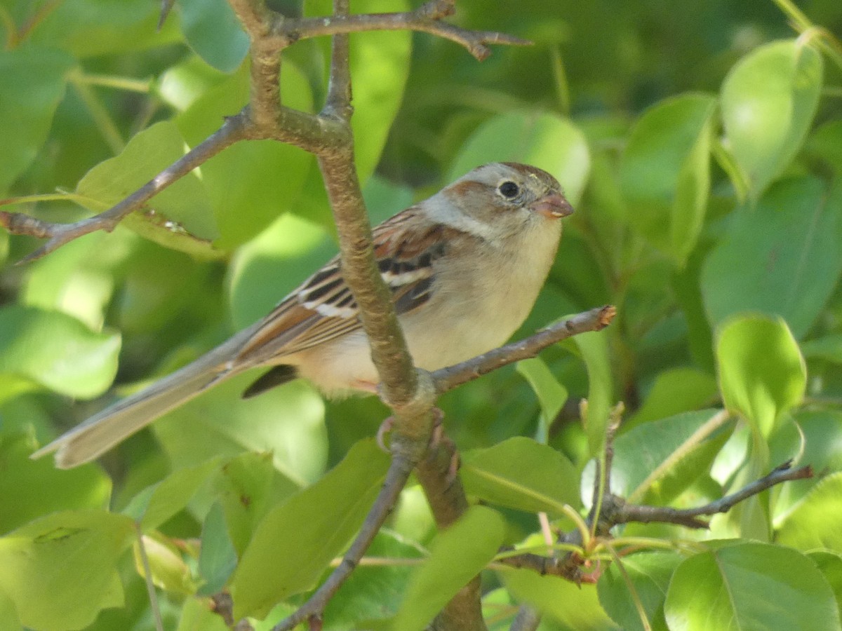 Field Sparrow - Carlo Lindner