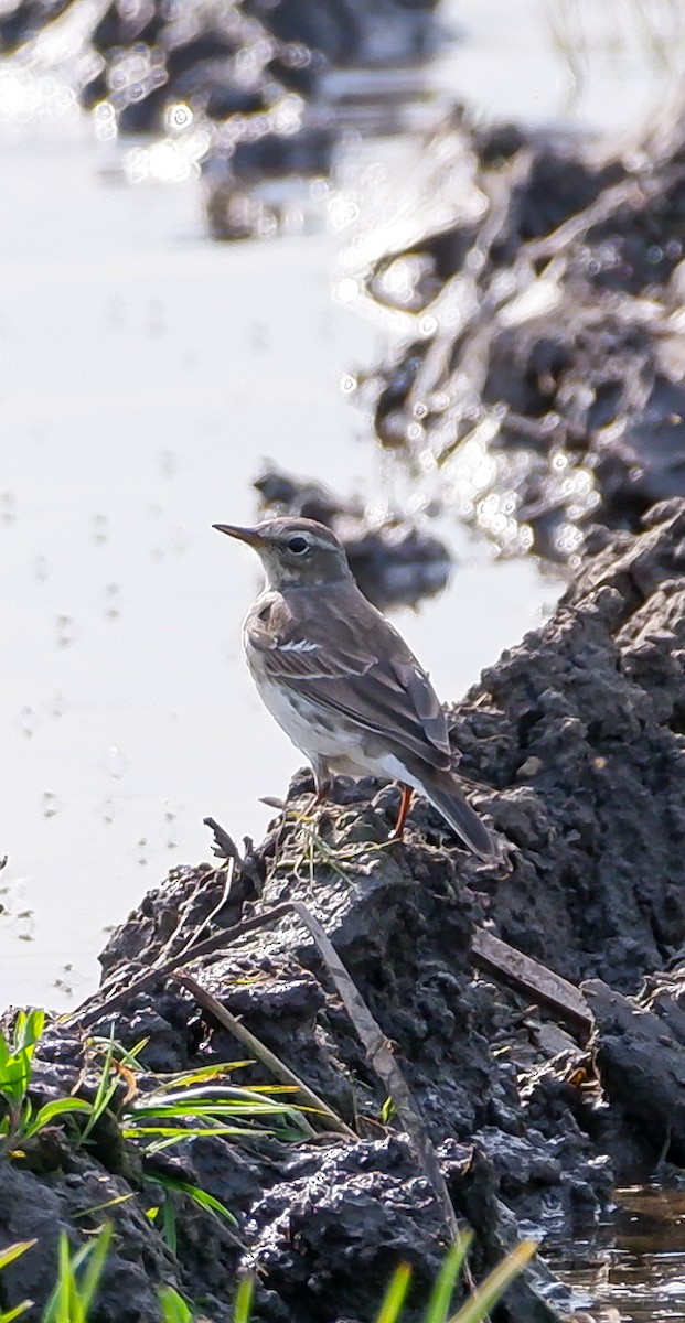 Water Pipit - ML617320918