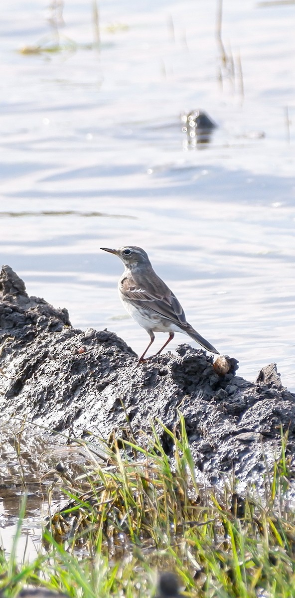 Water Pipit - ML617320919