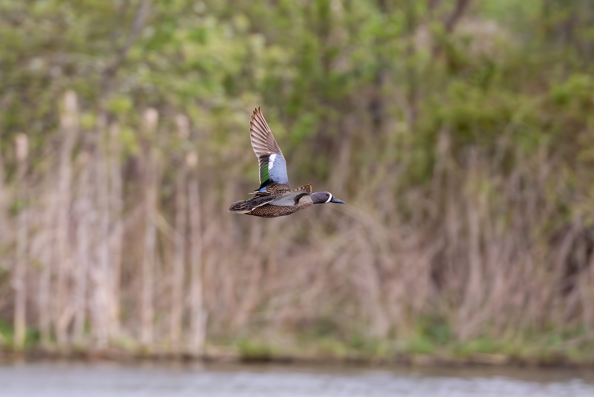 Blue-winged Teal - Billy Tran