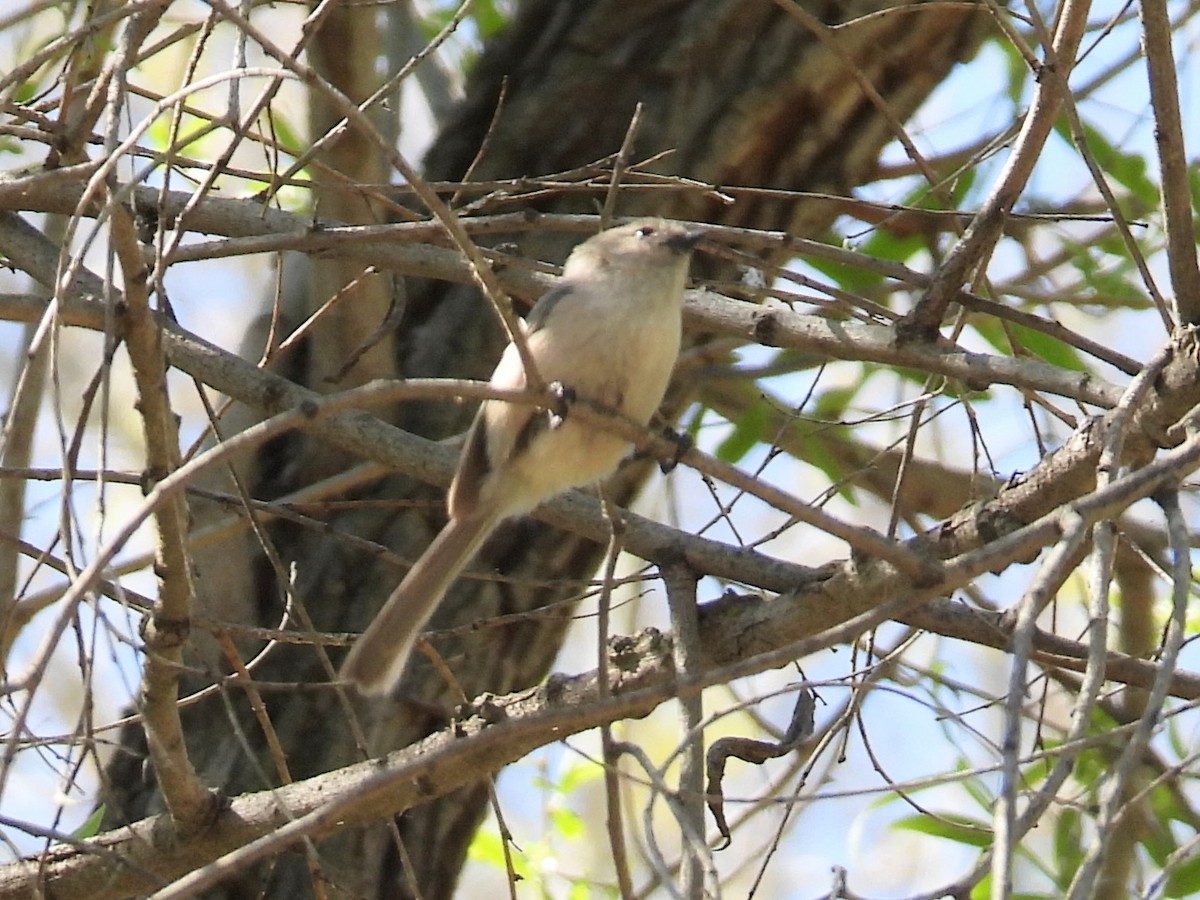 Bushtit - Jeanene Daniels