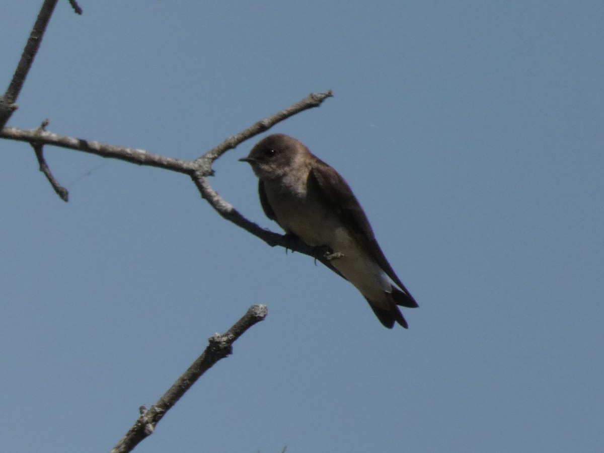 Northern Rough-winged Swallow - ML617320976
