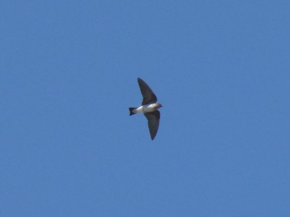 Northern Rough-winged Swallow - ML617320985