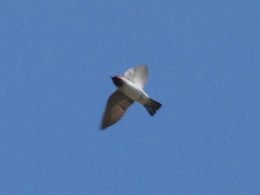 Northern Rough-winged Swallow - ML617320986