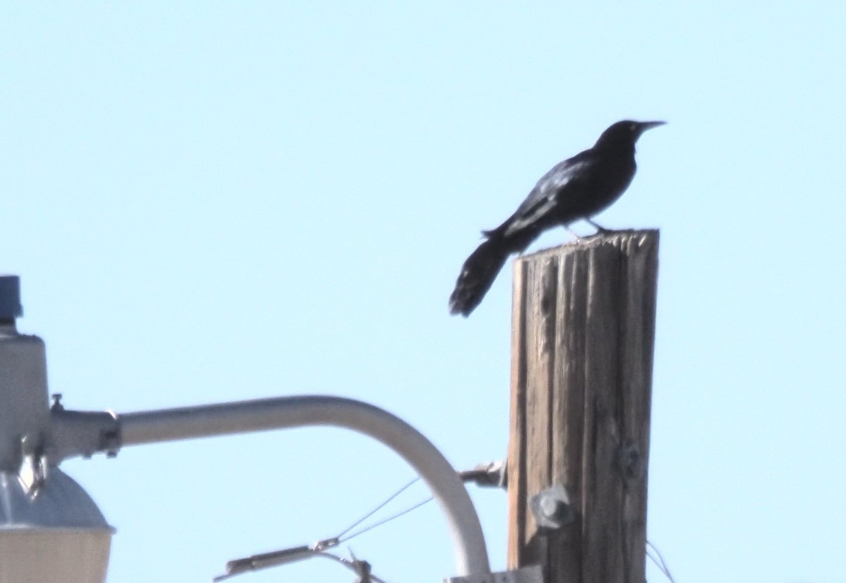 Great-tailed Grackle - Cheryl/Jeff Heikoop