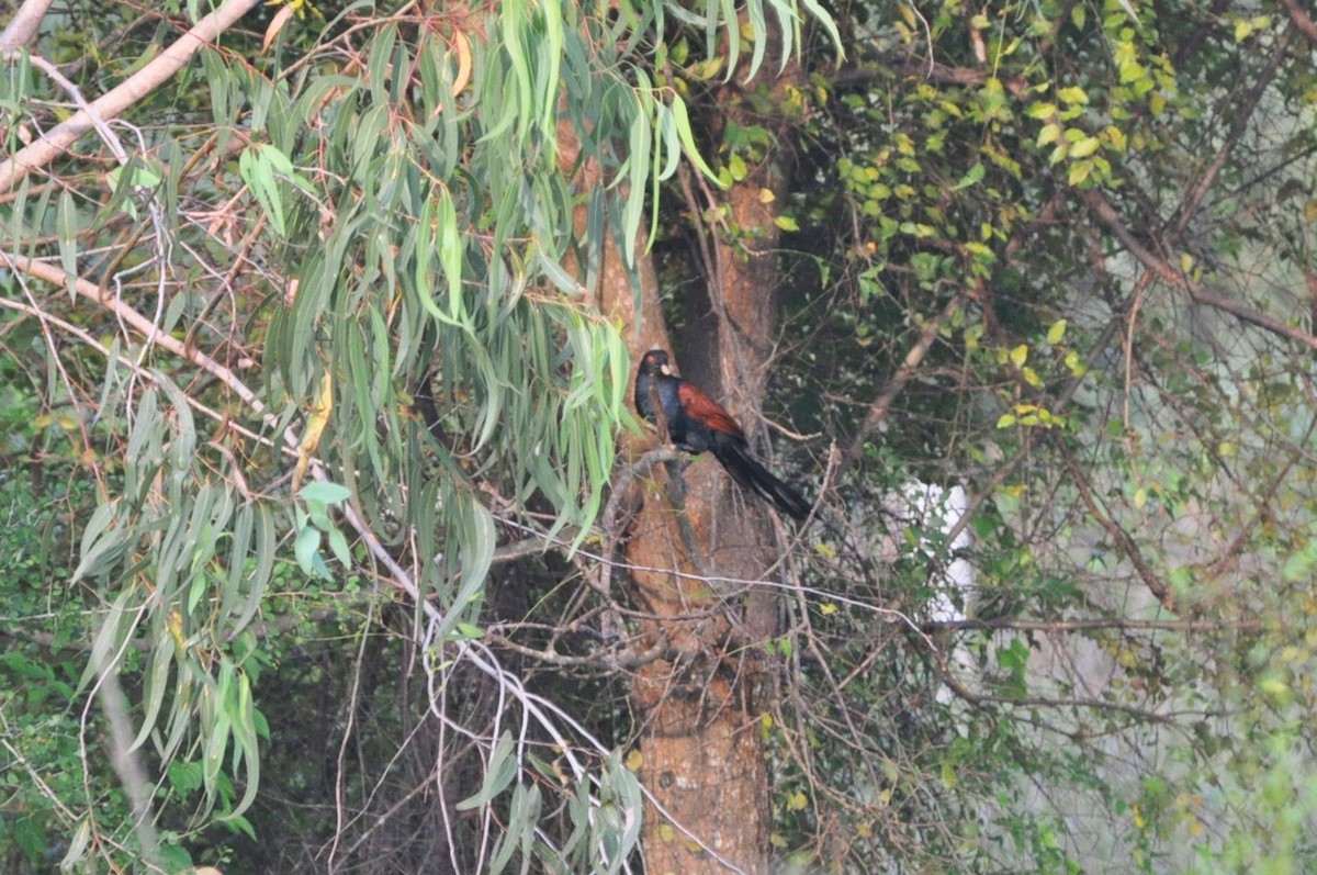 Greater Coucal - ML617321026