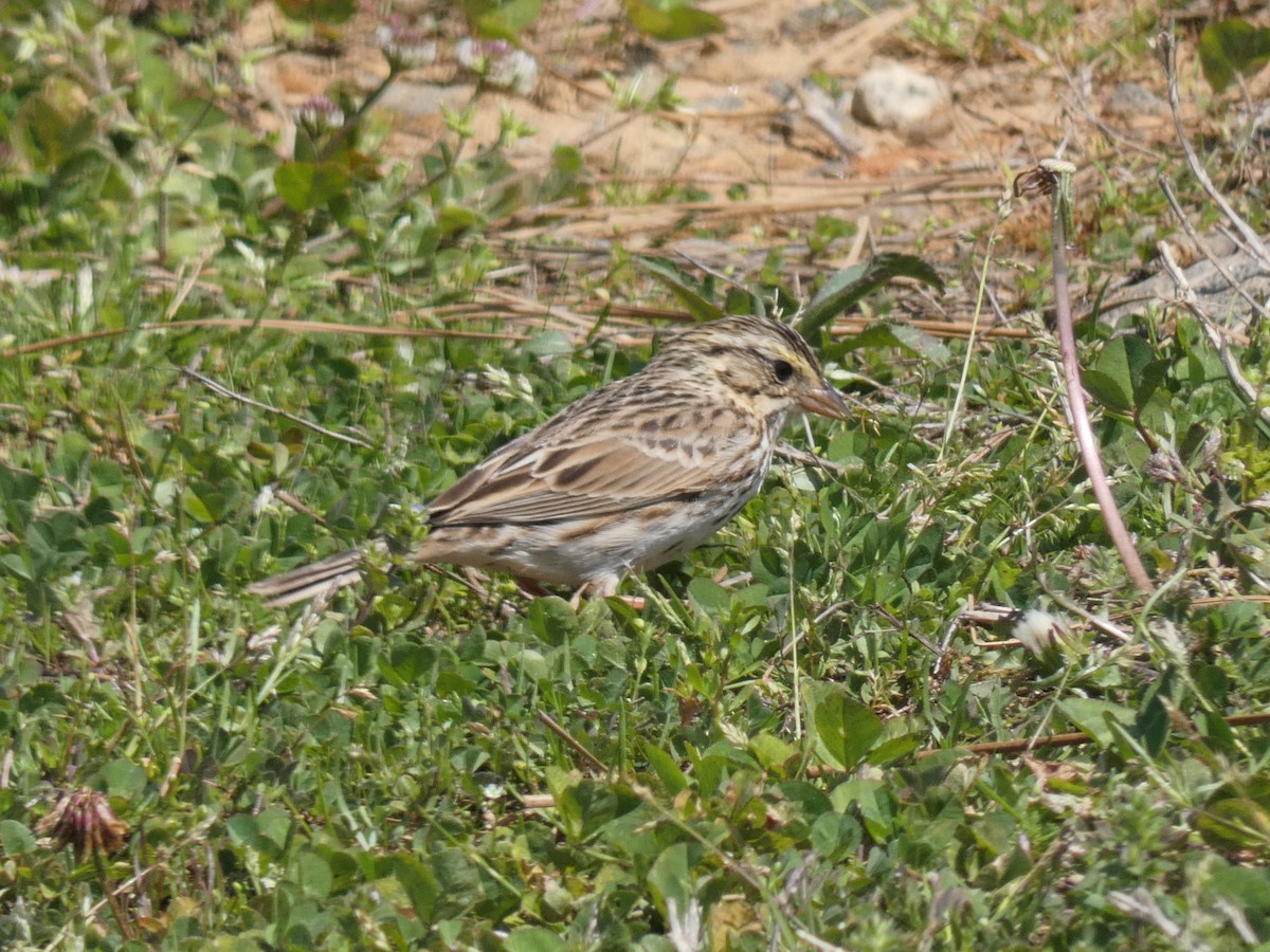 Savannah Sparrow - Carlo Lindner