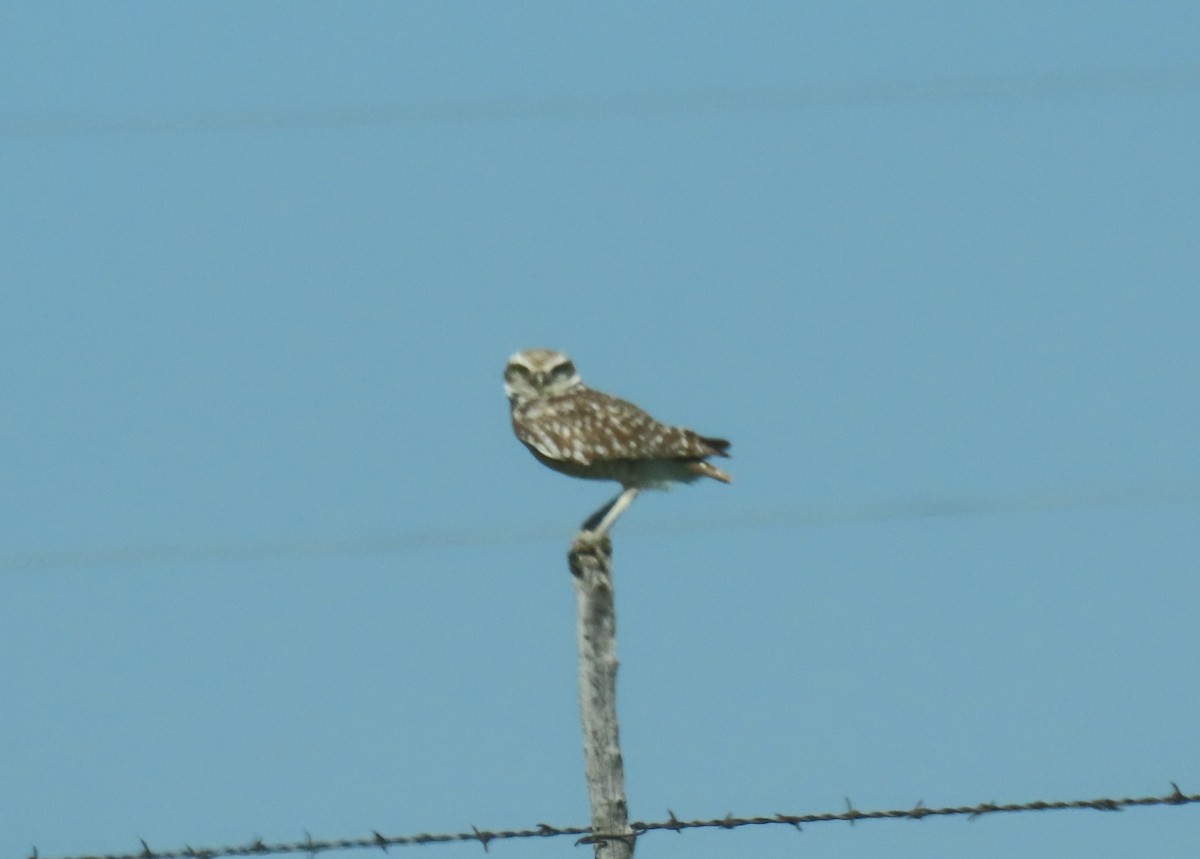 Burrowing Owl - ML617321031