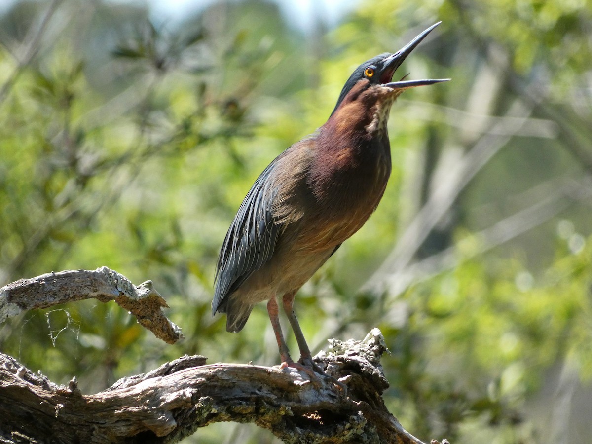 Green Heron - ML617321053