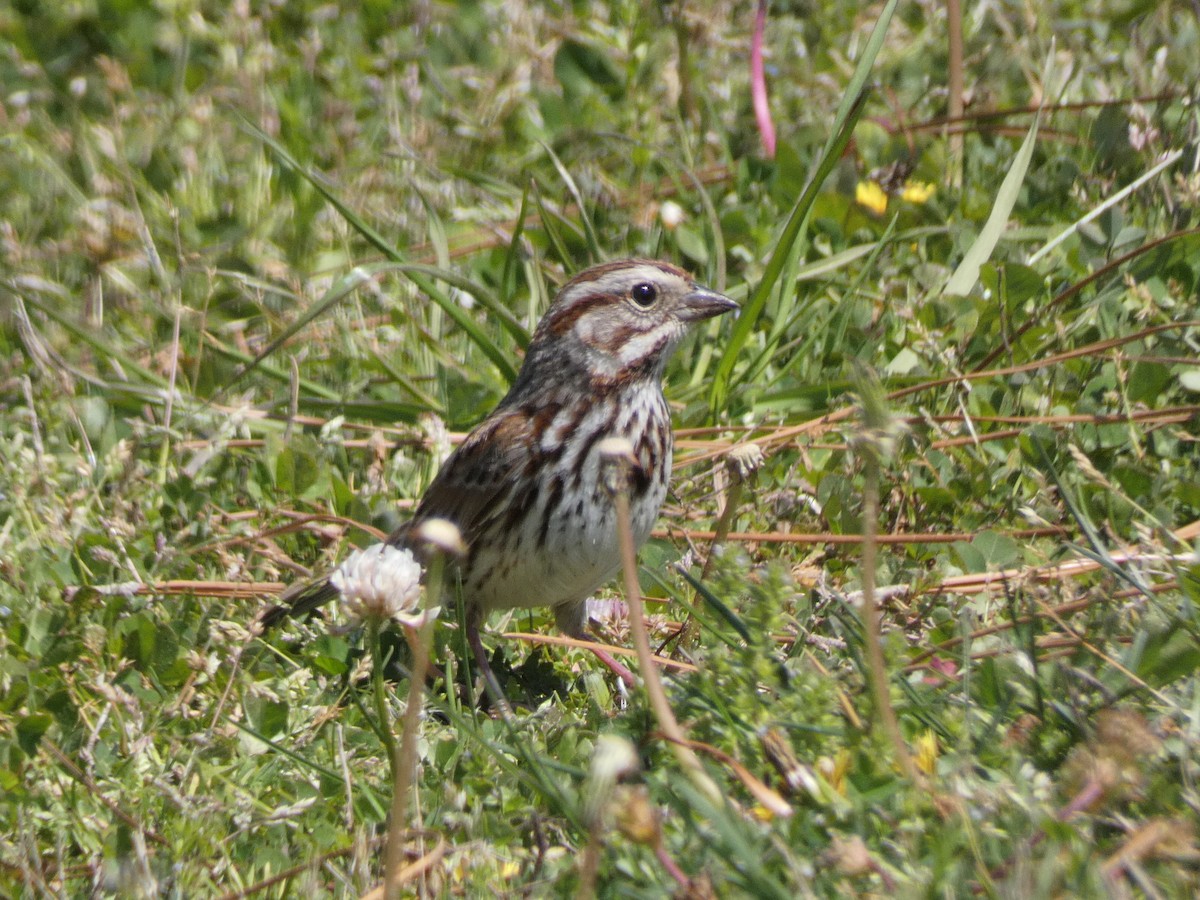 Song Sparrow - ML617321060