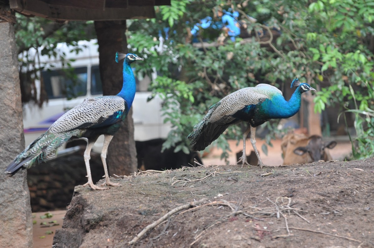 Indian Peafowl - ML617321089