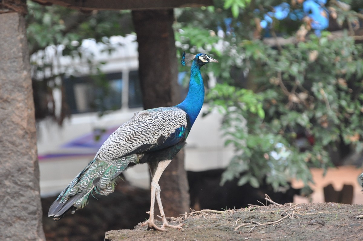 Indian Peafowl - ML617321090