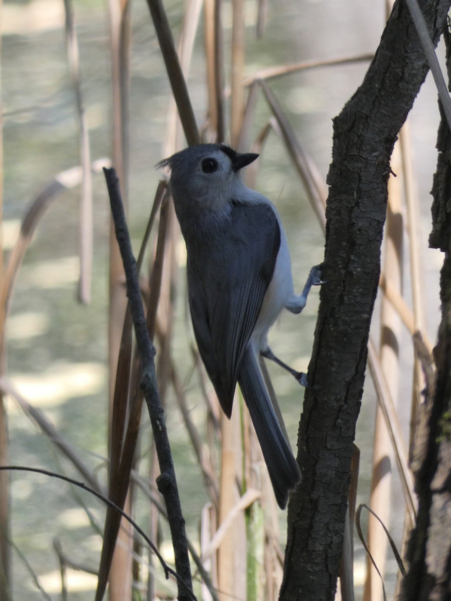 Tufted Titmouse - ML617321094