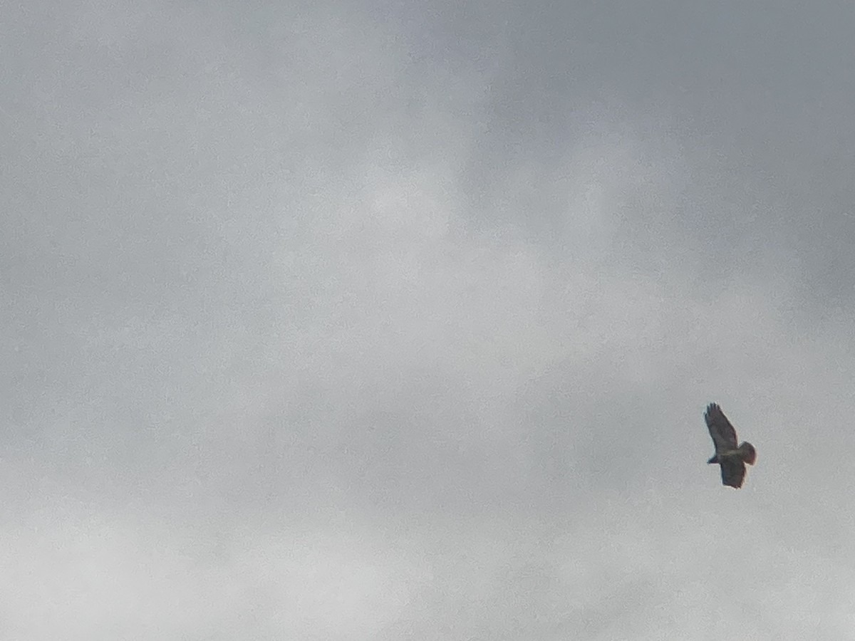 Red-tailed Hawk (borealis) - ML617321116