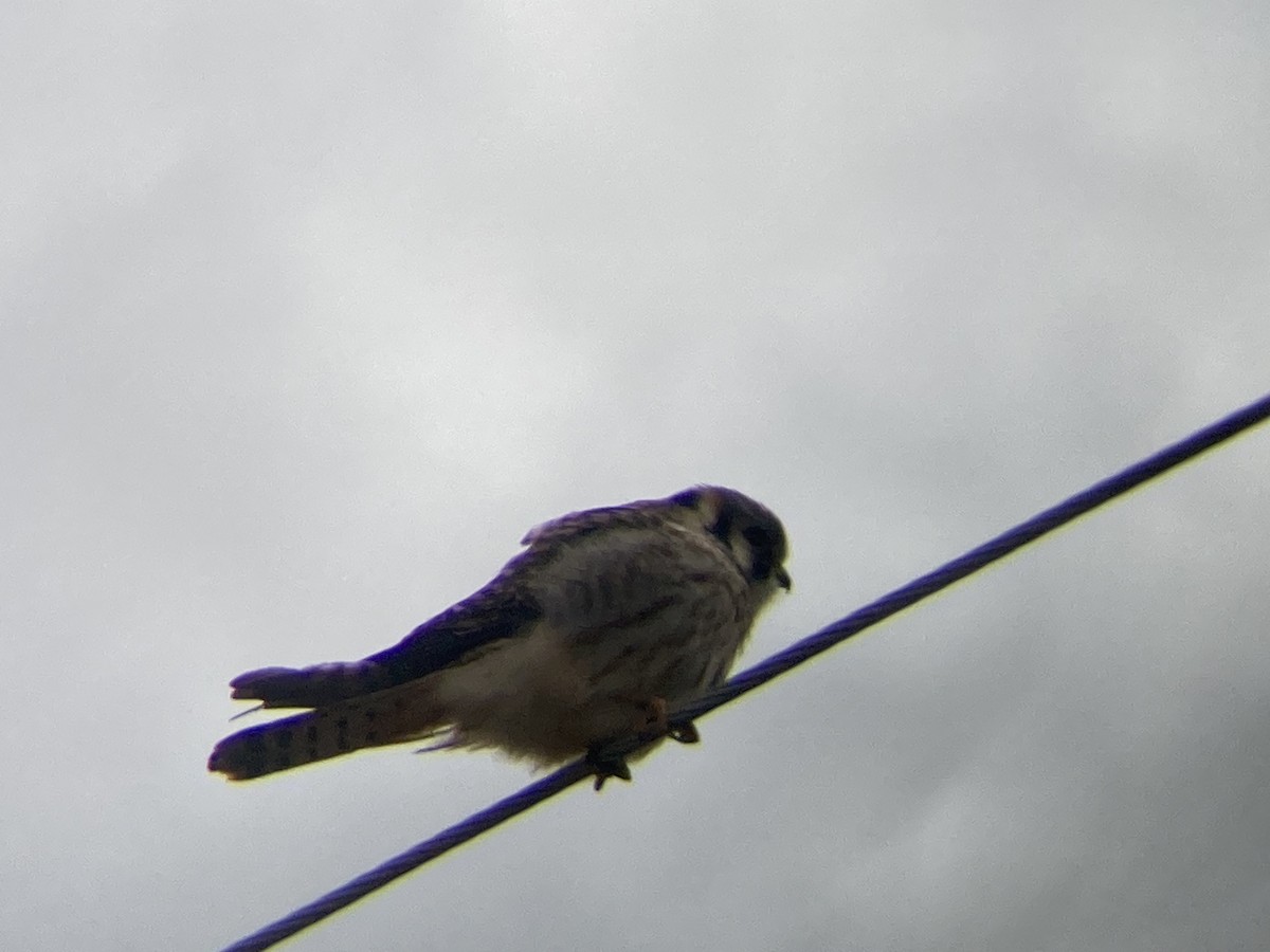 American Kestrel - ML617321143