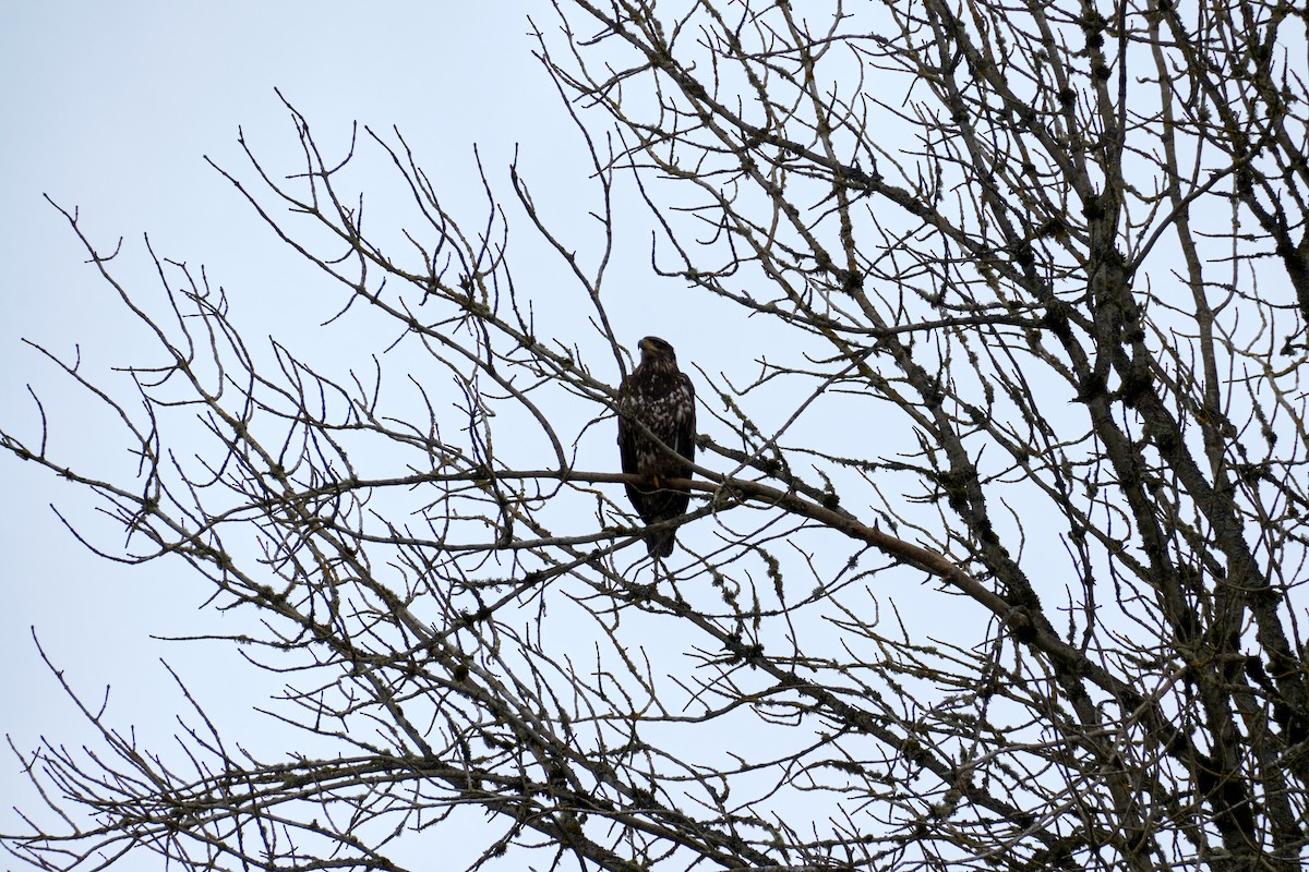 Bald Eagle - ML617321154