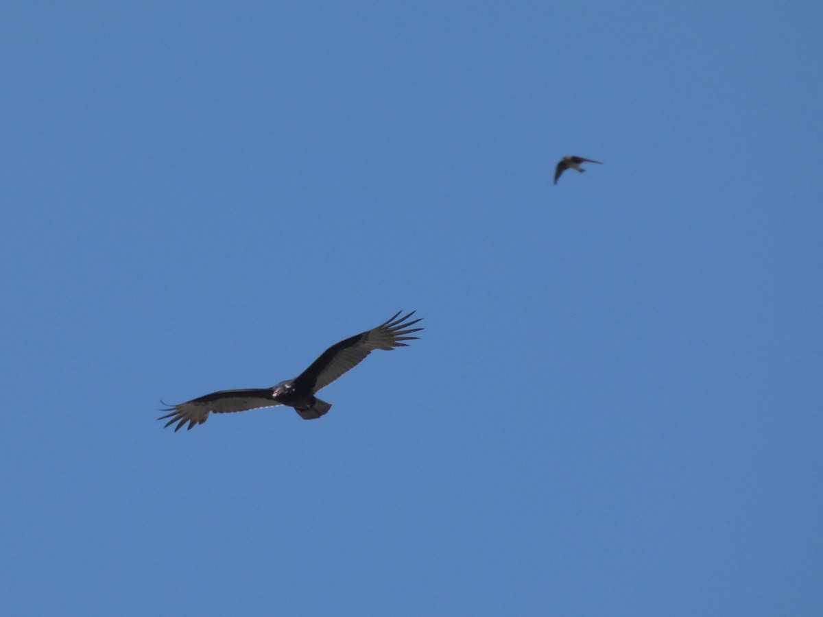 Turkey Vulture - ML617321164