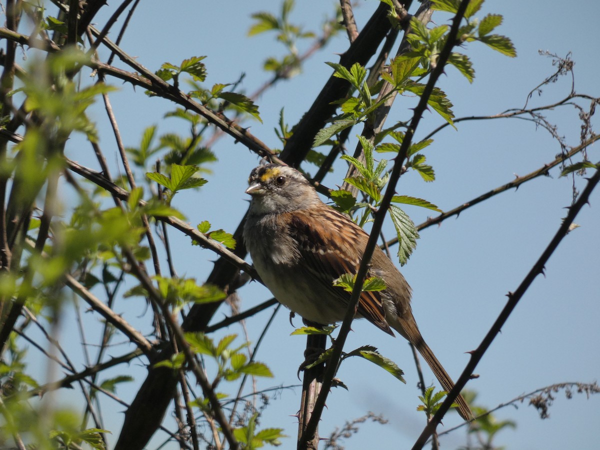 White-throated Sparrow - ML617321180