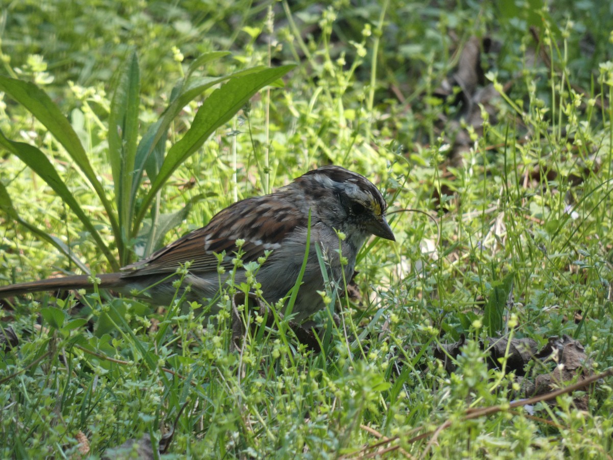 White-throated Sparrow - Carlo Lindner