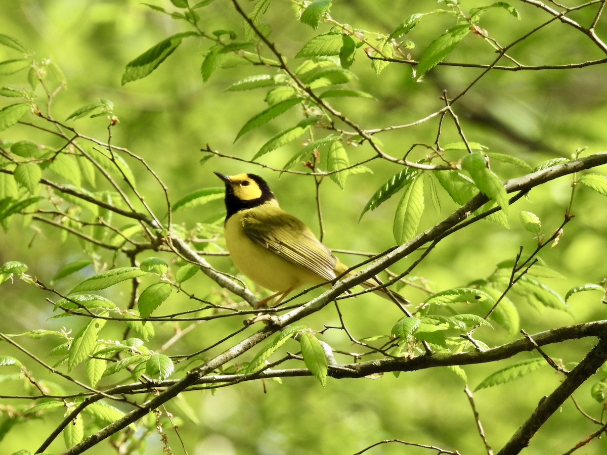 Hooded Warbler - Seema Sheth