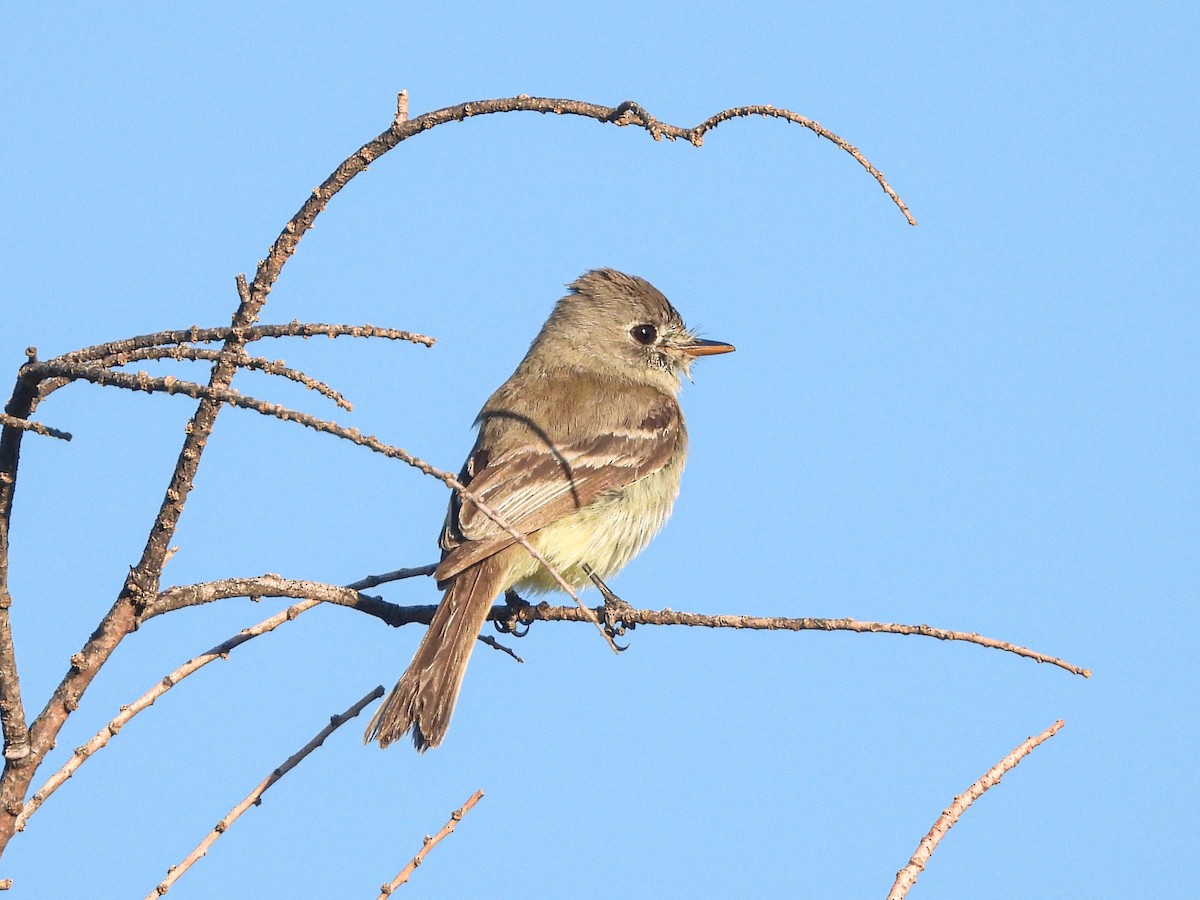 Dusky Flycatcher - ML617321225