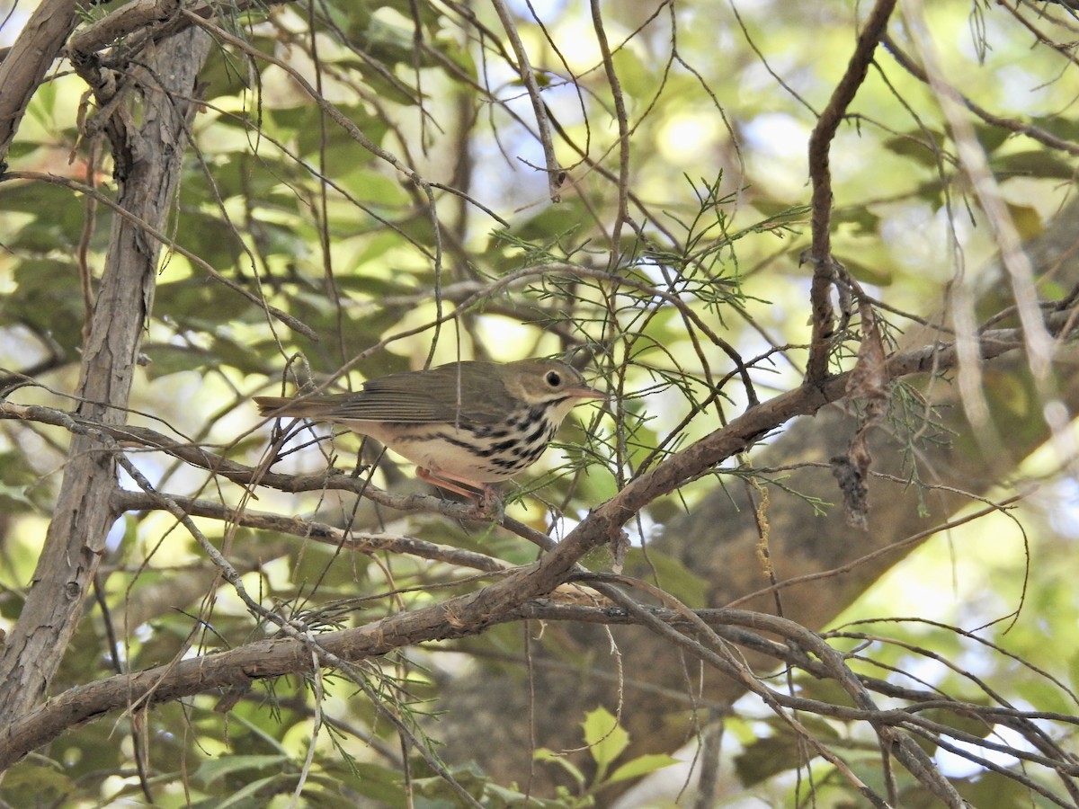 Paruline couronnée - ML617321239