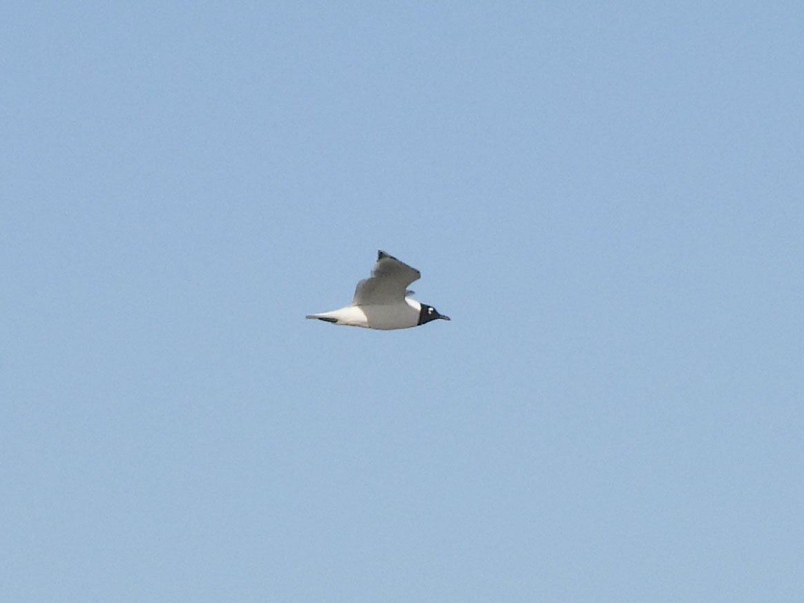 Franklin's Gull - ML617321242