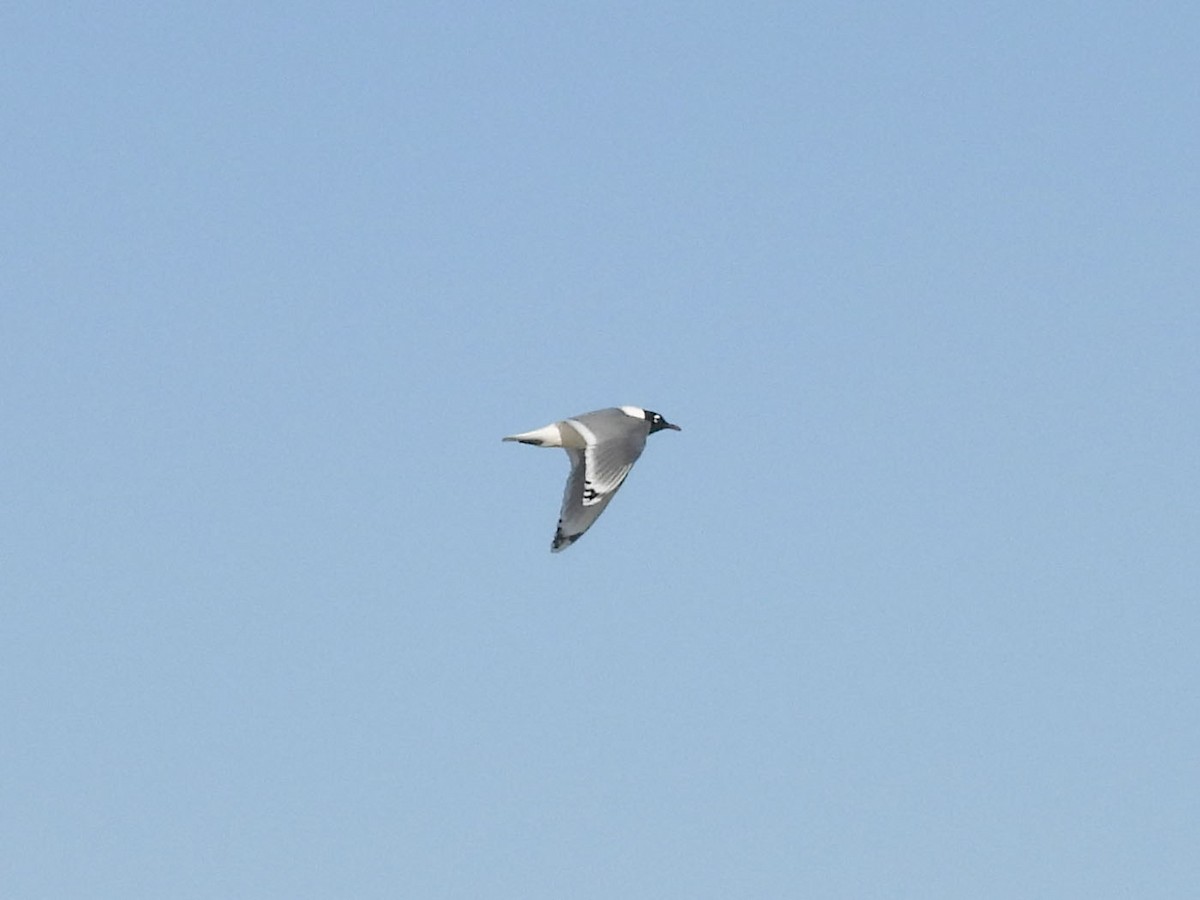 Franklin's Gull - ML617321243