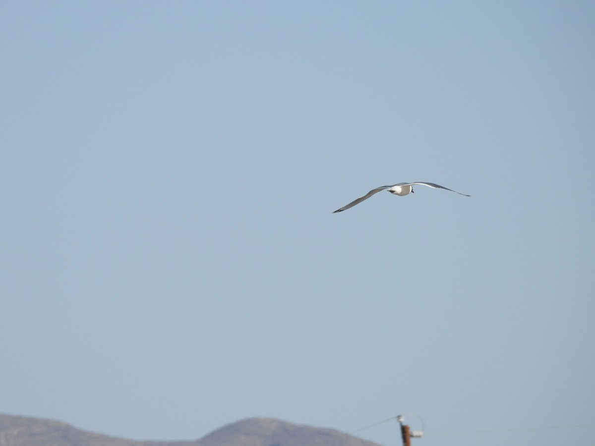 Franklin's Gull - ML617321244