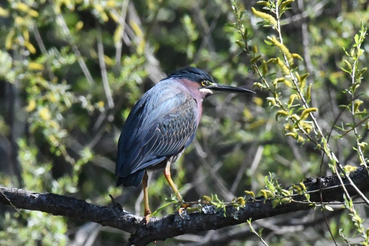 Green Heron - ML617321254