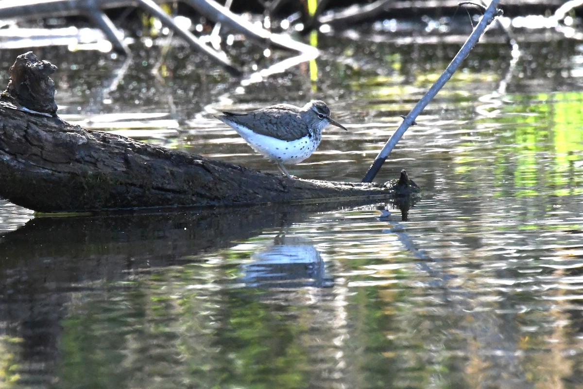 Spotted Sandpiper - ML617321274