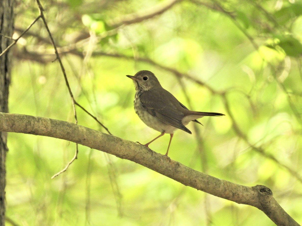 Hermit Thrush - Seema Sheth