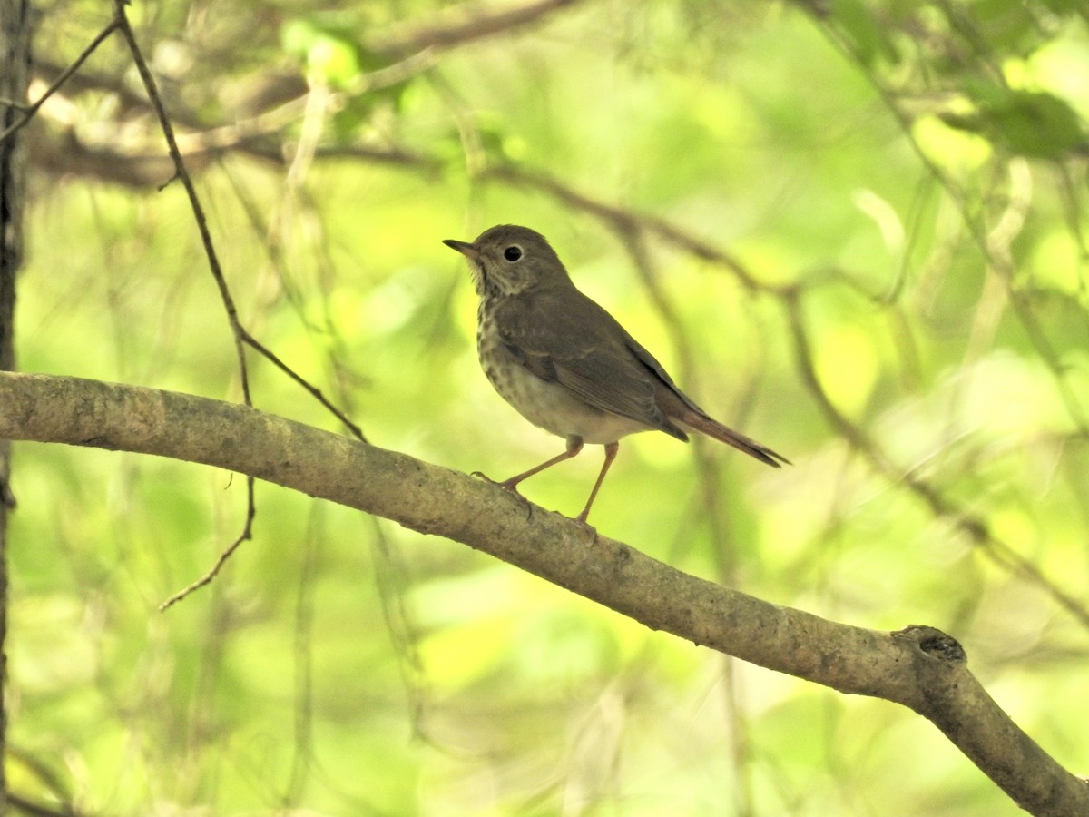 Hermit Thrush - Seema Sheth