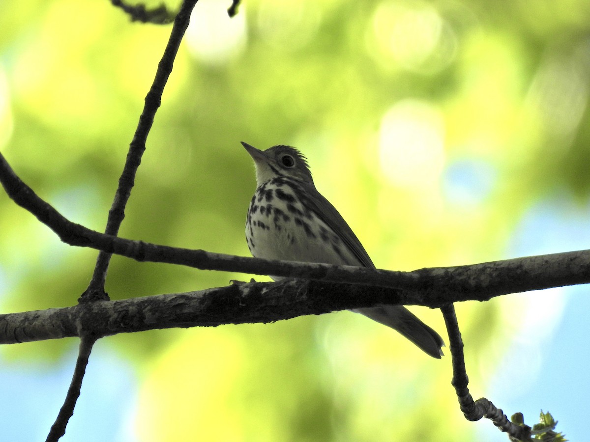 Ovenbird - Seema Sheth