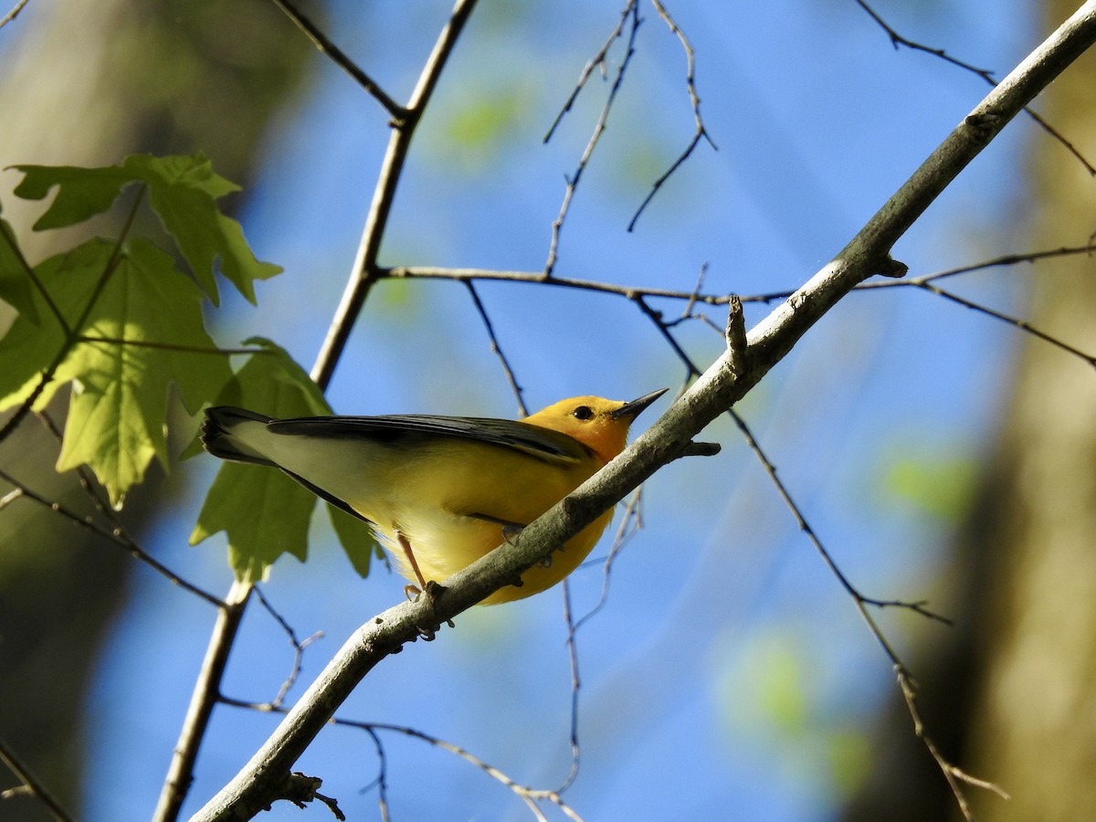 Prothonotary Warbler - Seema Sheth