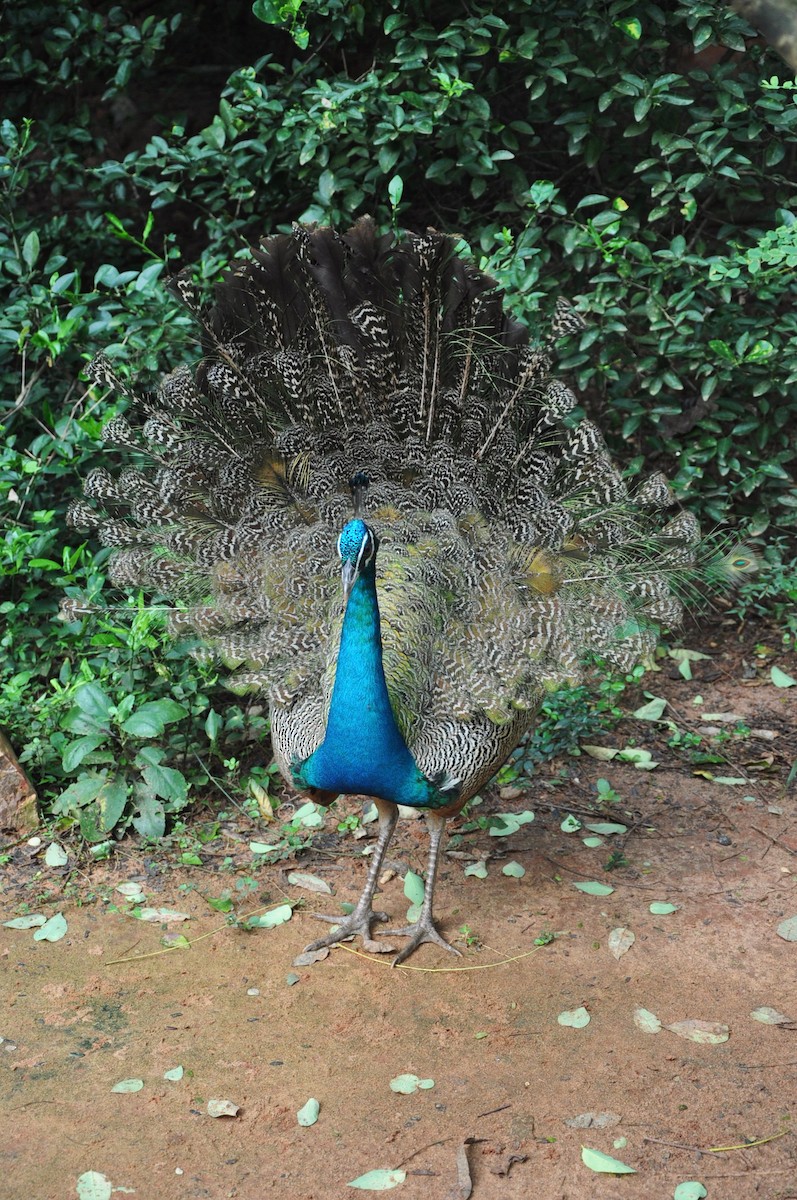 Indian Peafowl - ML617321350