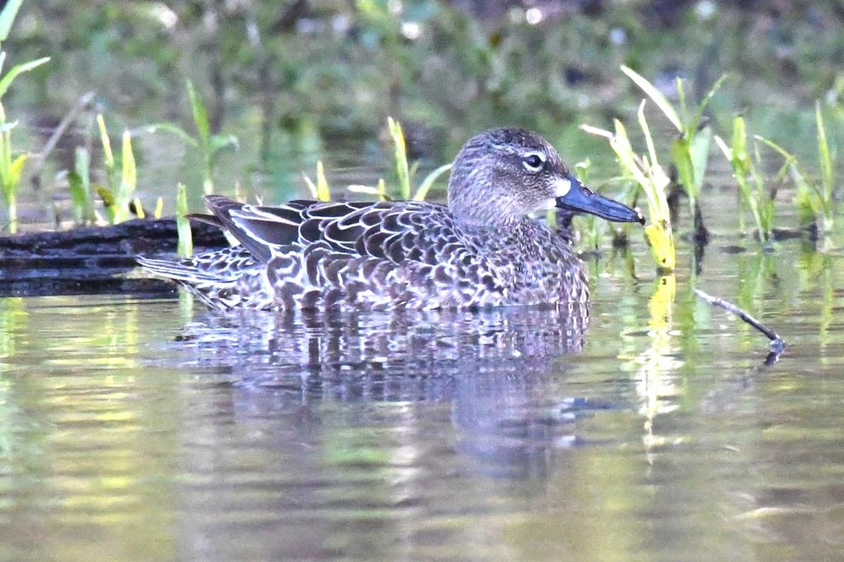 Blue-winged Teal - ML617321354